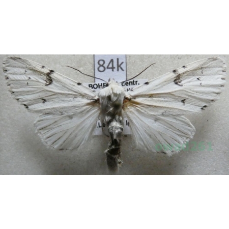 Acronicta leporina (Linnaeus, 1758) Wieczernica królica Czech84k